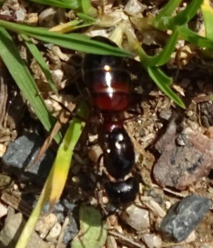 Réf. 206 951 : Camponotus ligniperda